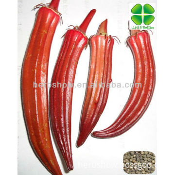 Kidney Grass Seeds for Sale(Red Okra)